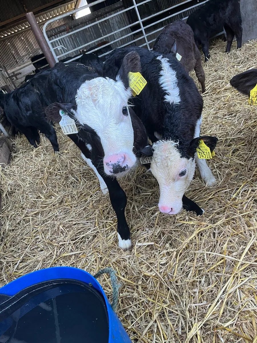 30 Angus an Hereford heifer sucks - Image 3