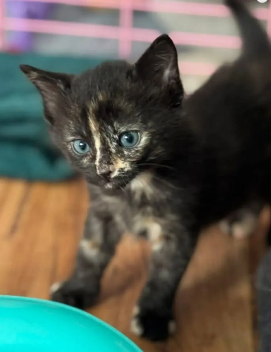 Gorgeous Maine Coon Mix Female Kitten 🐾 - Image 1
