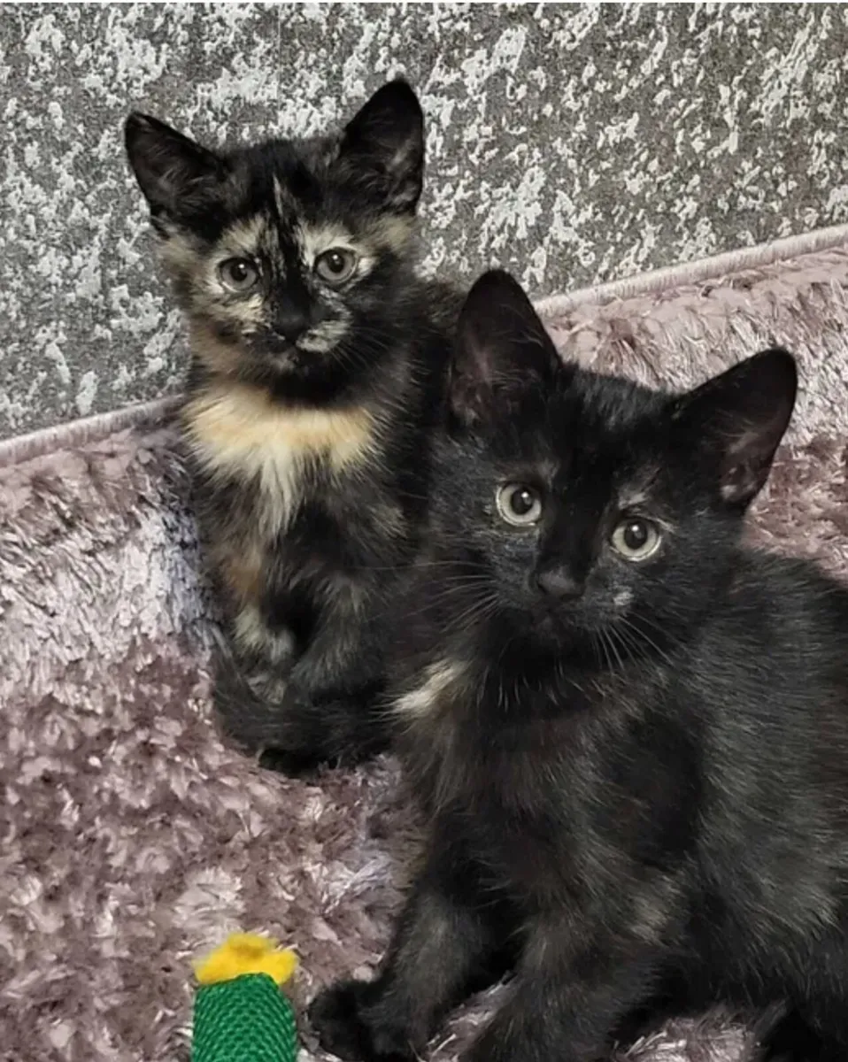 Gorgeous Maine Coon Mix Female Kitten 🐾 - Image 2