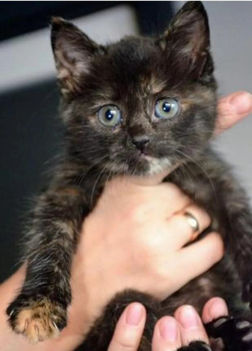Gorgeous Maine Coon Mix Female Kitten 🐾 - Image 3