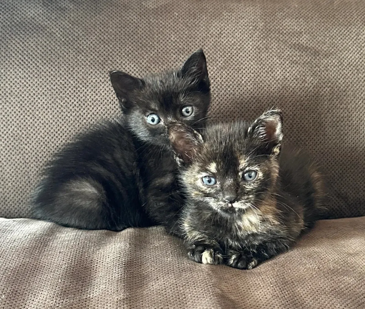Gorgeous Maine Coon Mix Female Kitten 🐾 - Image 4