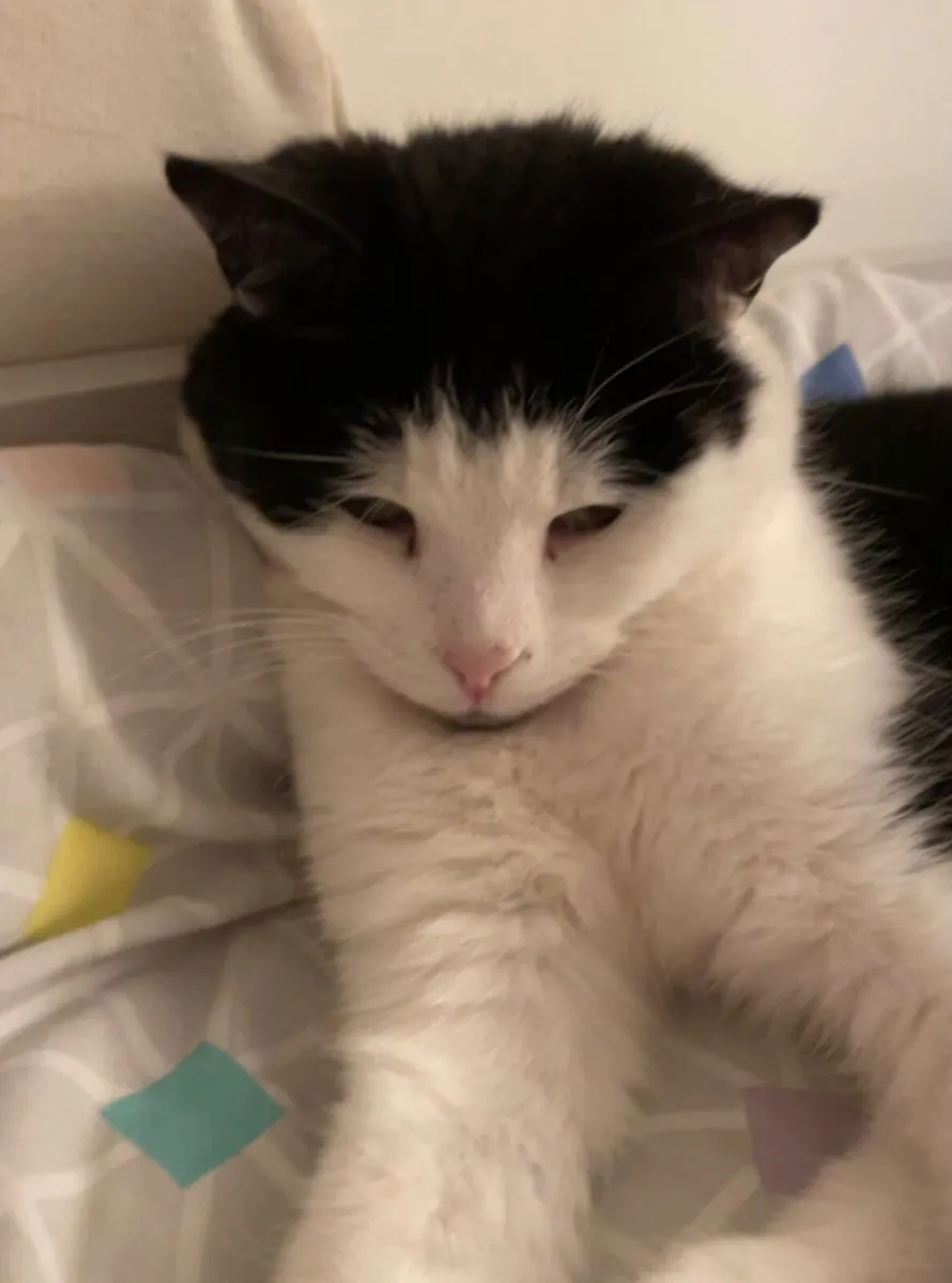 Sweet black and white cat looking for a home - Image 3