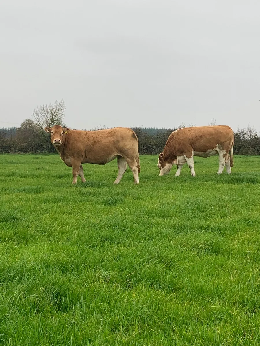 ⭐️Top Quality Springers ⭐️ - Image 2