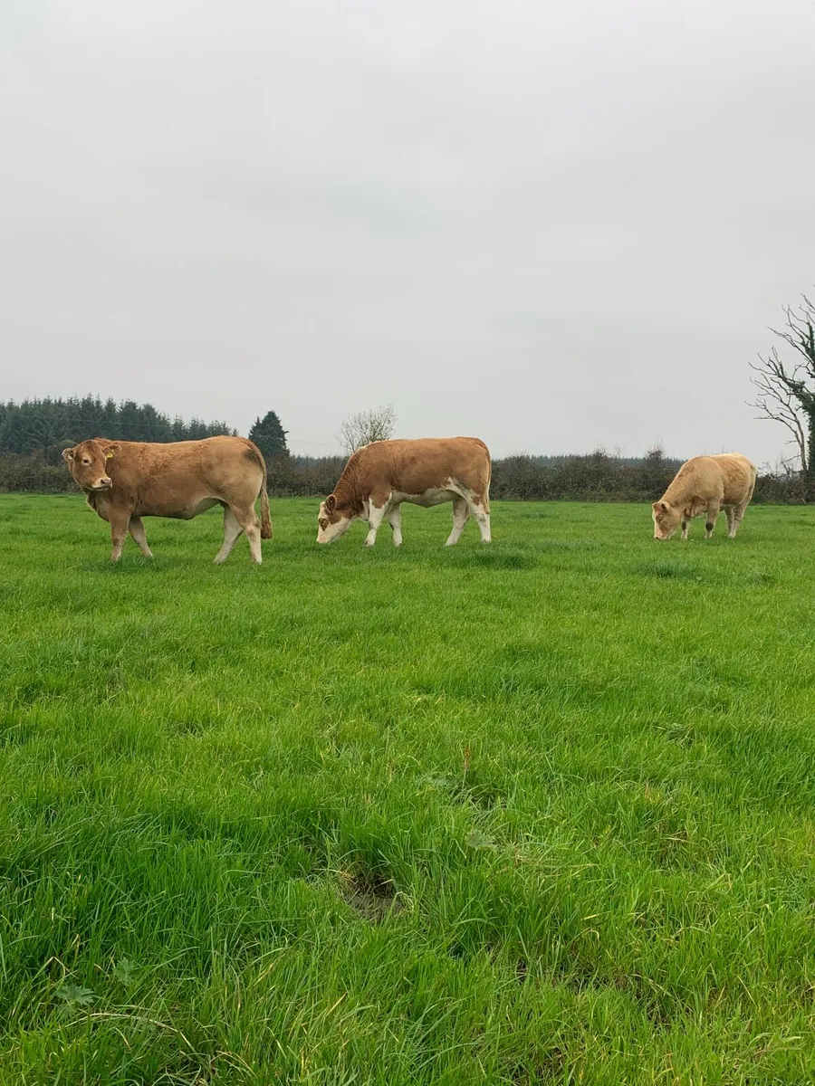 ⭐️Top Quality Springers ⭐️ - Image 1