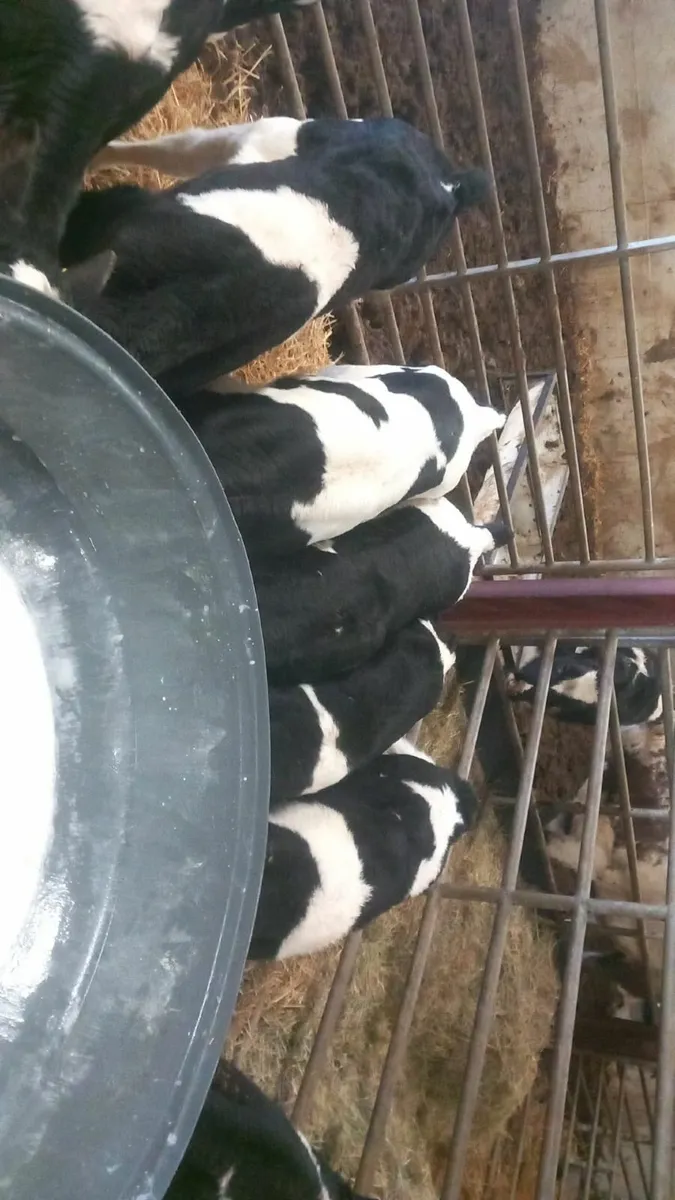 Calves - Image 2