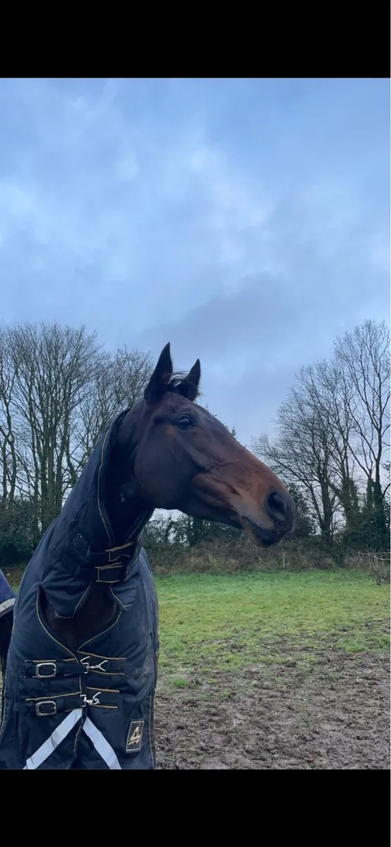 Thoroughbred Mare - Image 2