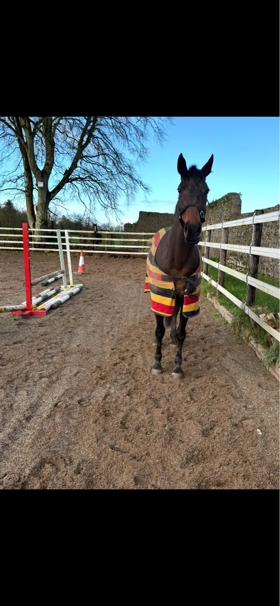 Thoroughbred Mare - Image 3