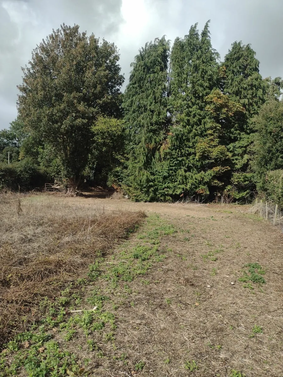 25+ Trees for sale for firewood - Image 2