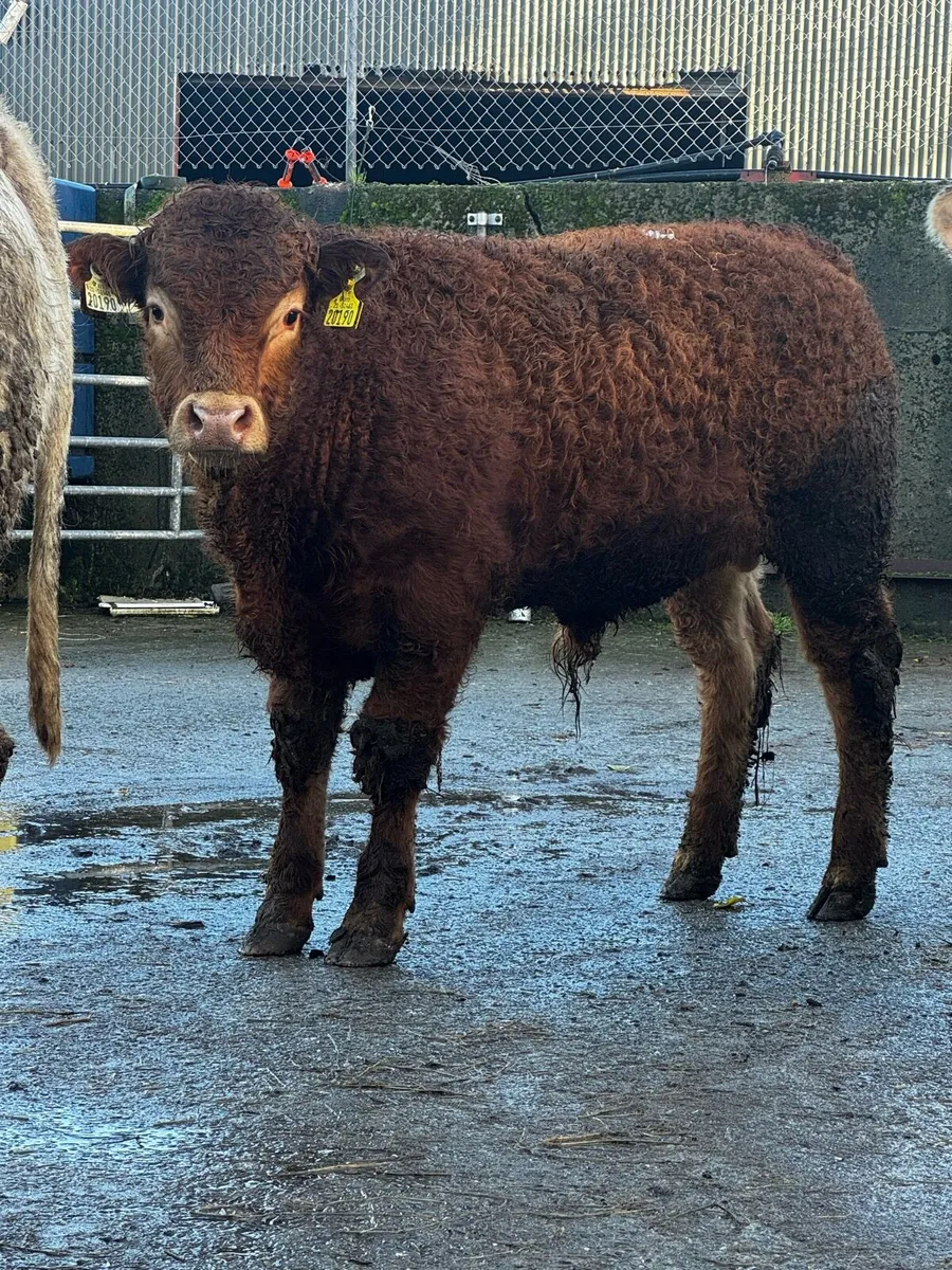 Pedigree Limousin Bulls - Image 3