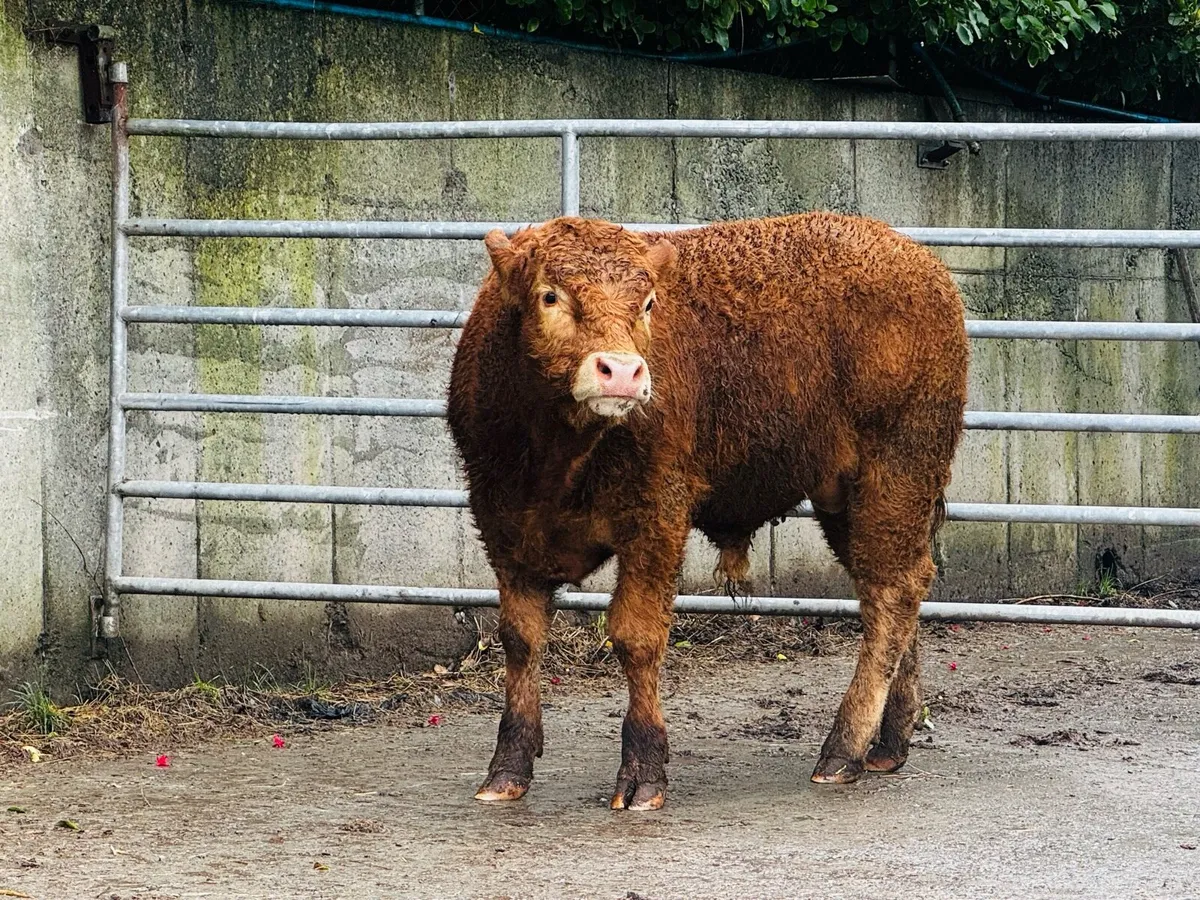 Pedigree Limousin Bulls - Image 4