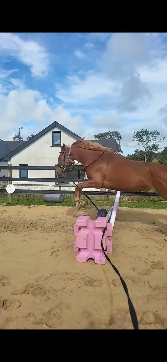 SPORTS HORSE - Image 1