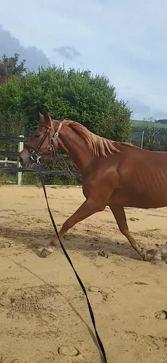 SPORTS HORSE - Image 2