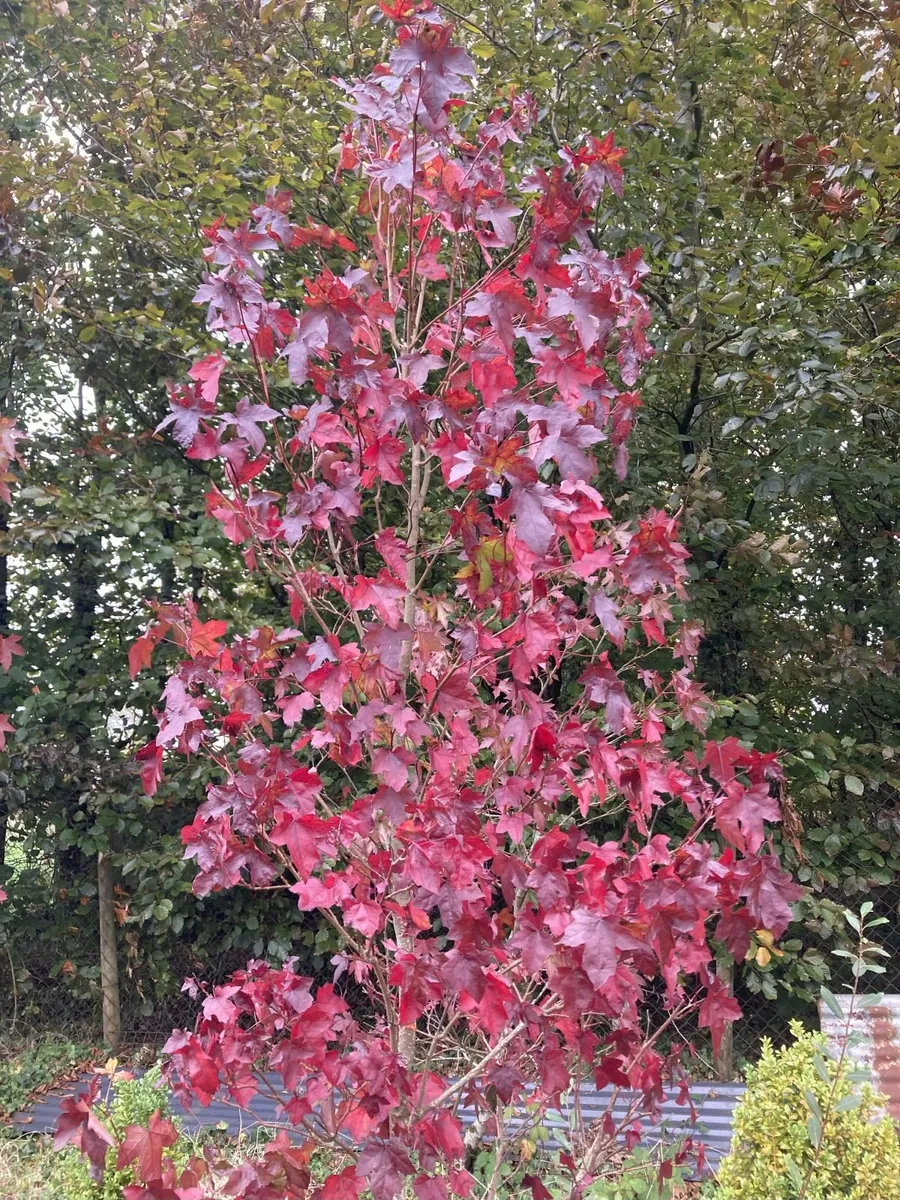 Grange Farm Tree Nursery - Image 1