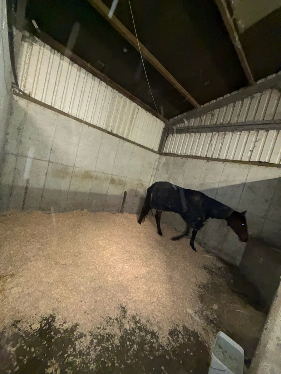 Horses- Breaking & Pre Training Livery - Image 4