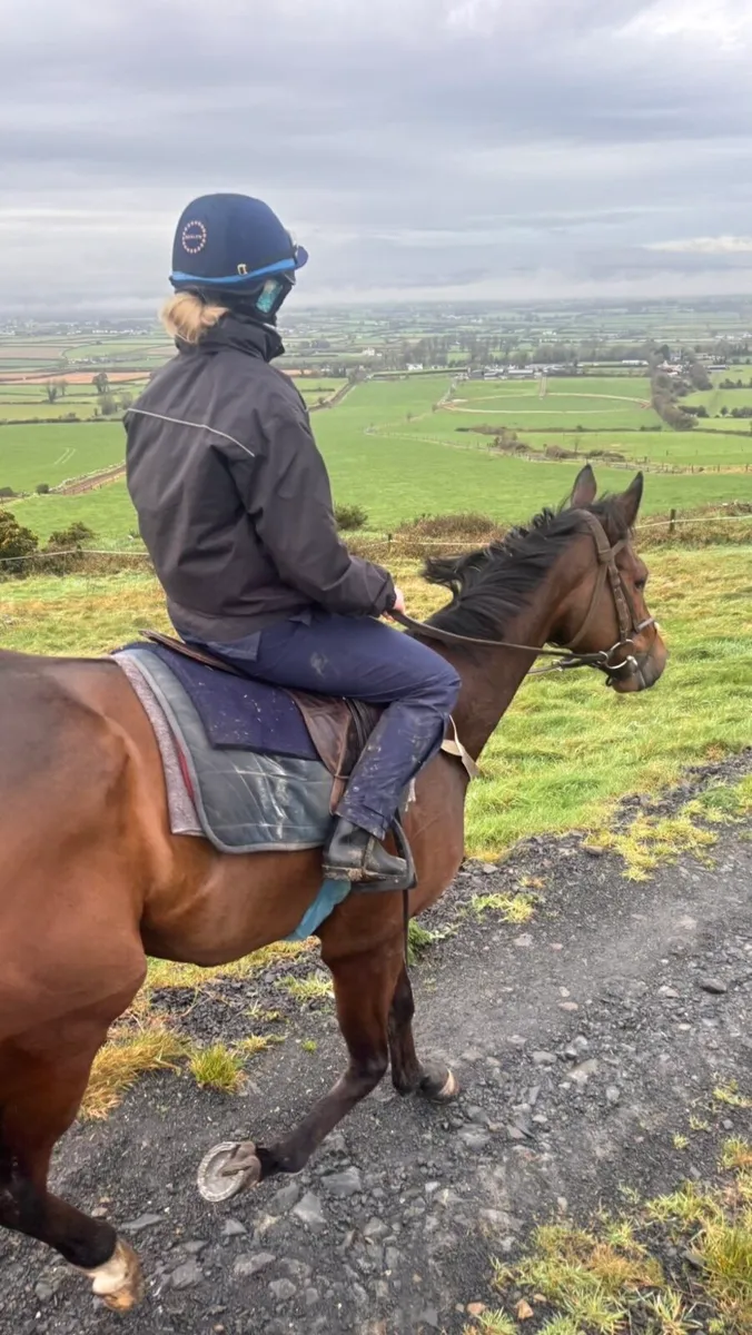 Horses- Breaking & Pre Training Livery - Image 1
