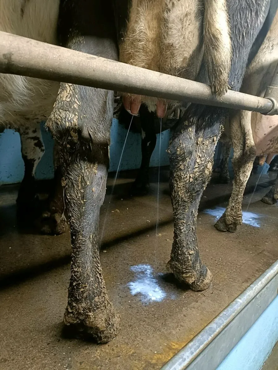 Calved Cow for calves - Image 2