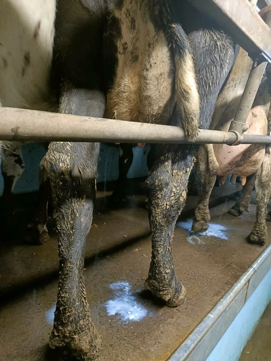 Calved Cow for calves - Image 1