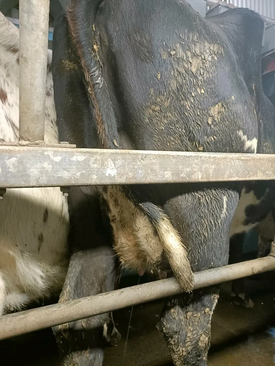 Calved Cow for calves - Image 3