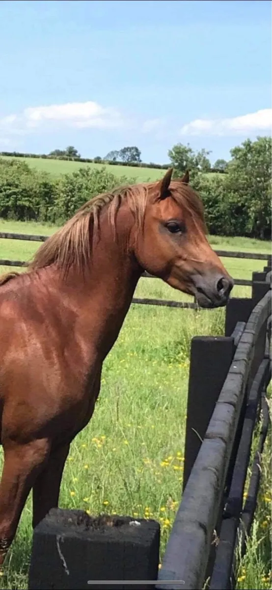 Show pony/ lead rein - Image 1