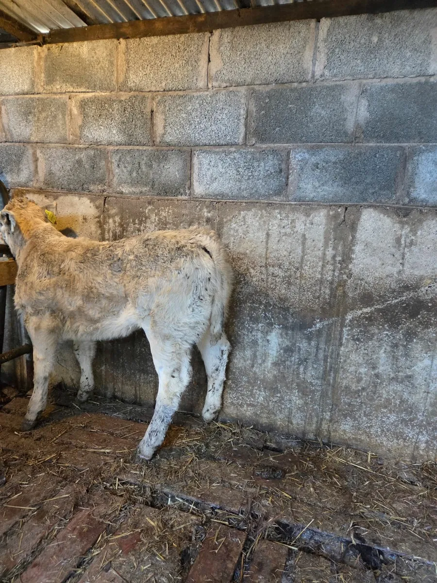 Super Charolais Heifer - Image 1
