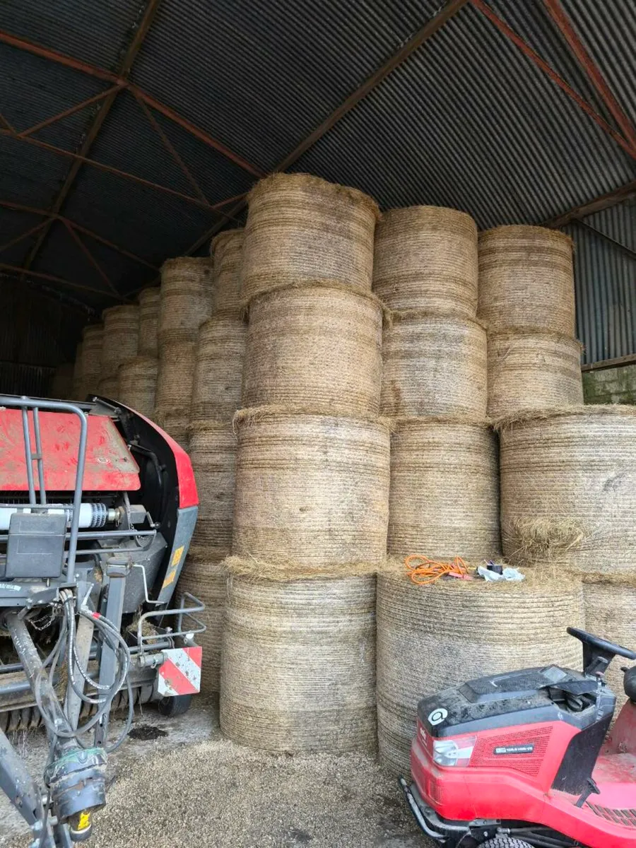 Hay for sale - Image 2