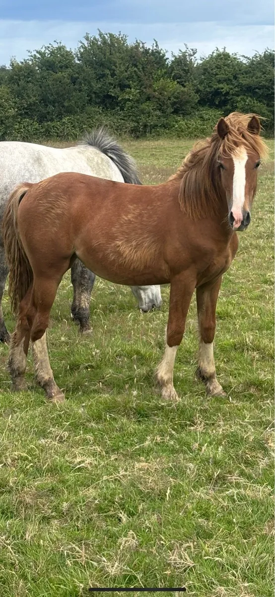 Cob x Hackney 2 year old filly - Image 3