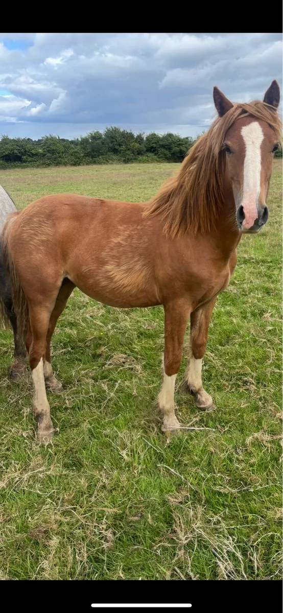Cob x Hackney 2 year old filly - Image 4