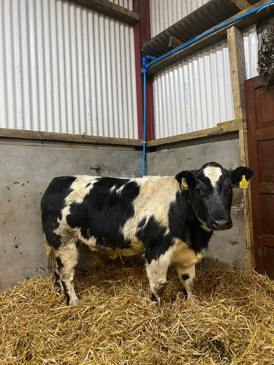 Continental wealing heifers - Image 4