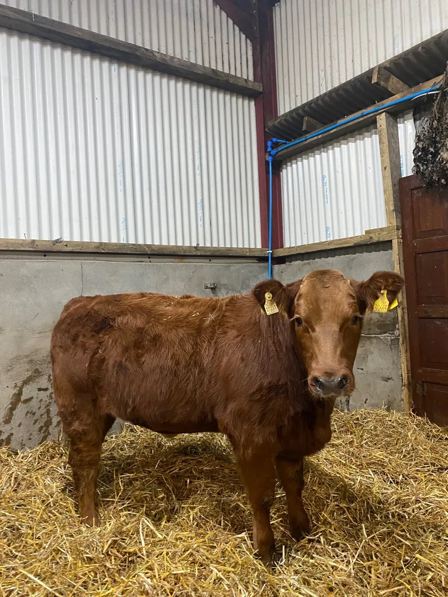 Continental wealing heifers - Image 1