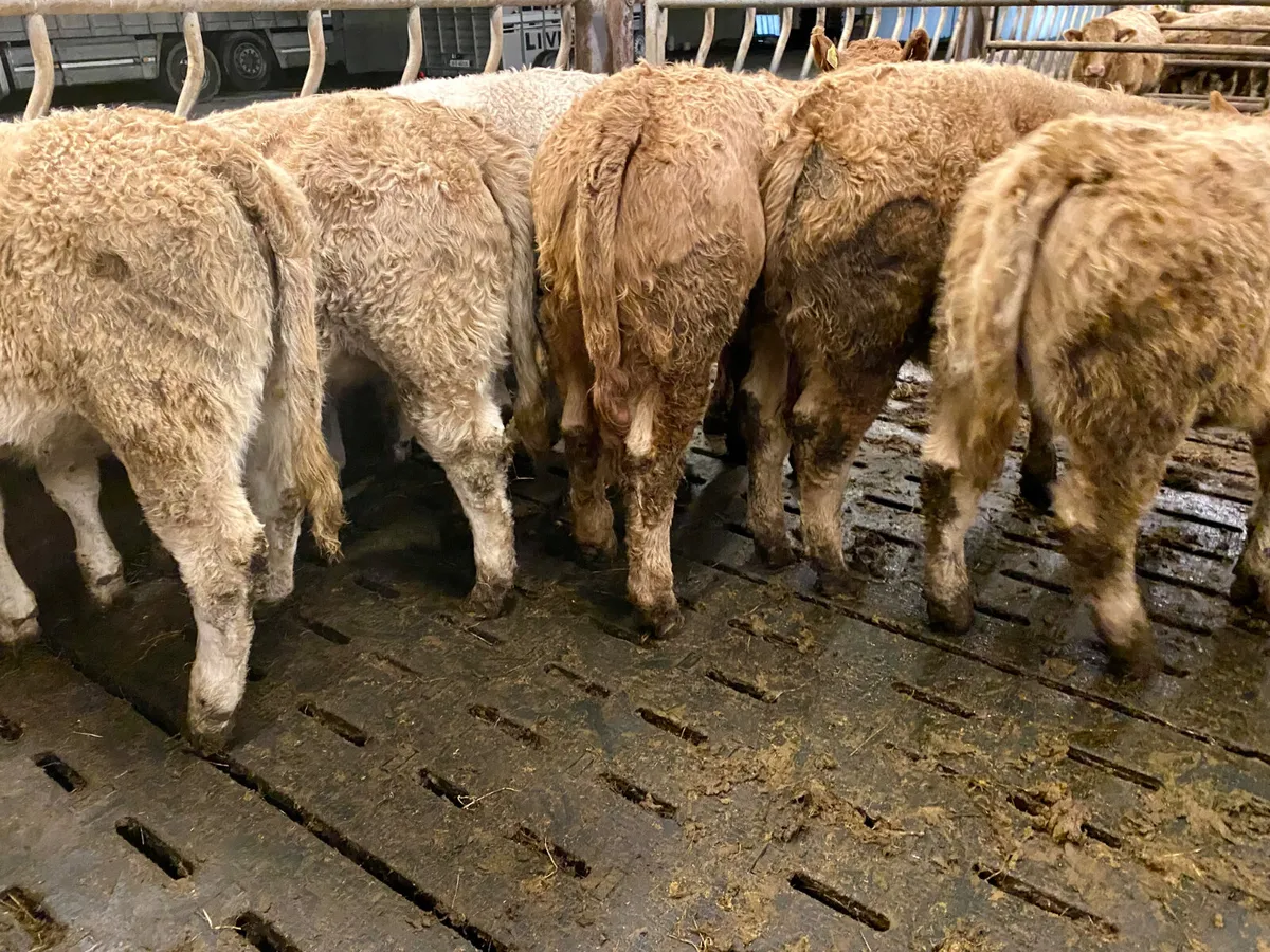Smashing Charolais Heifers - Image 1
