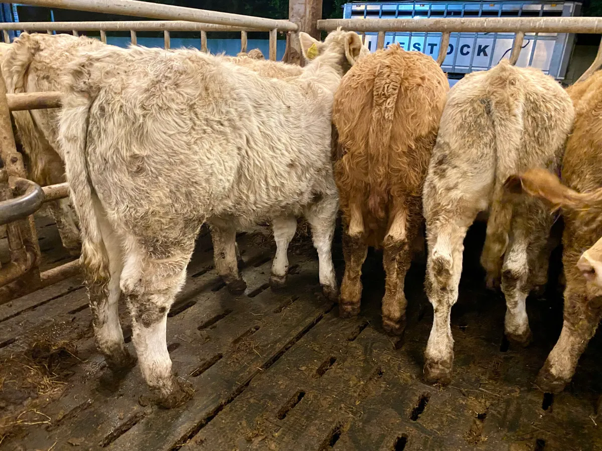 Do U Need Powerful Charolais Heifers - Image 1