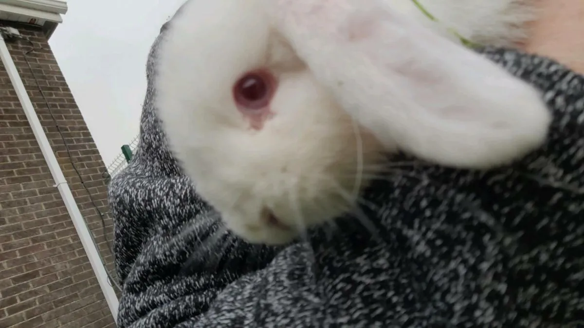 Pedigree mini lop - Image 1