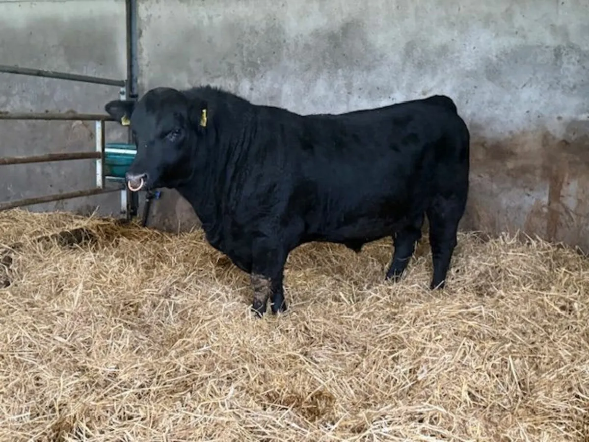 Pedigree Aberdeen Angus Bulls - Image 4
