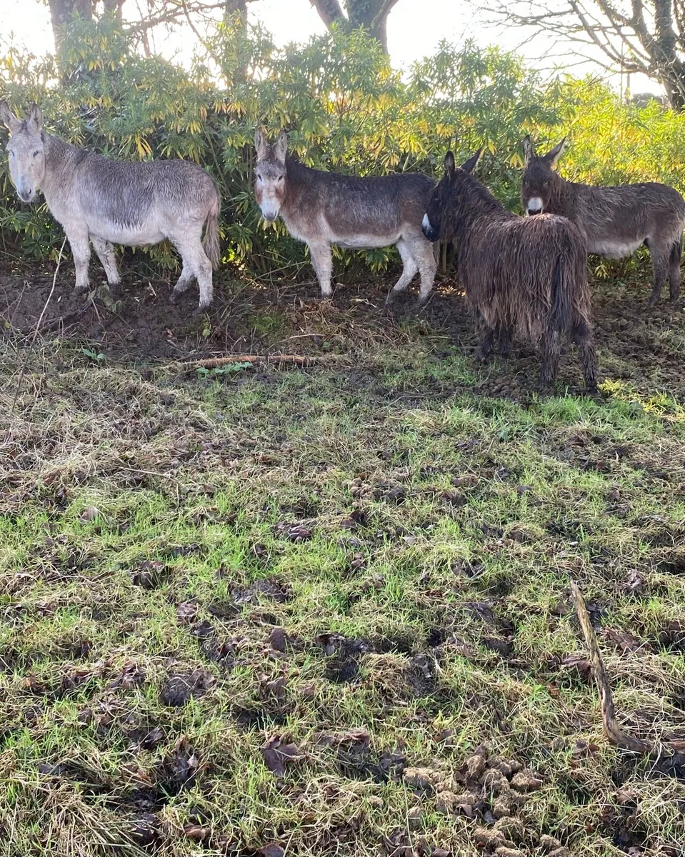 Mare Donkeys For Sale - Image 1