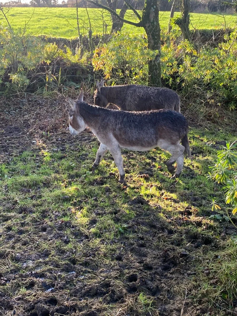 Mare Donkeys For Sale - Image 3