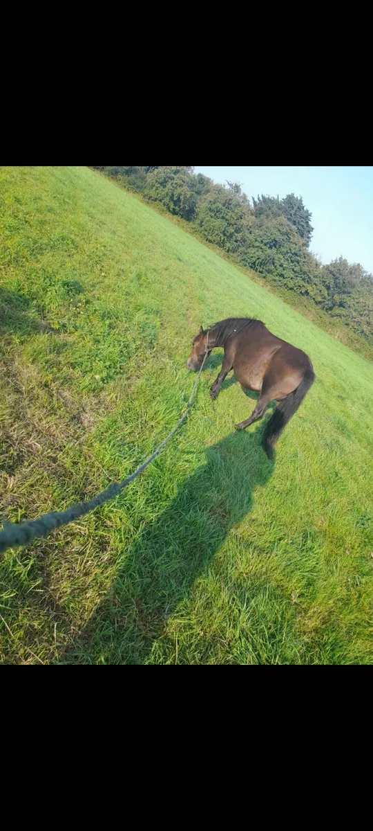 Shetland poney - Image 1