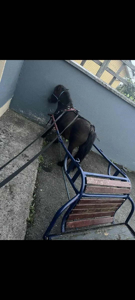 Shetland poney - Image 2