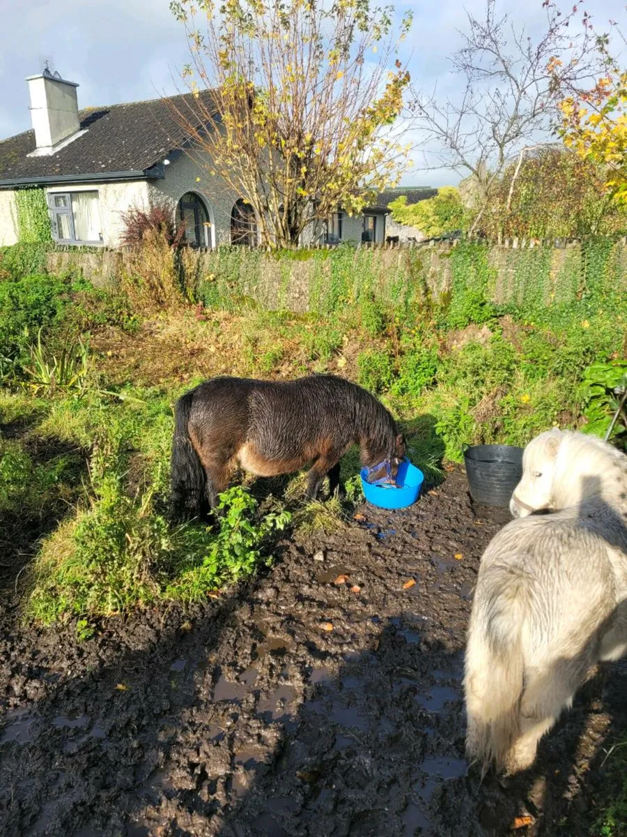 Shetland poney - Image 3