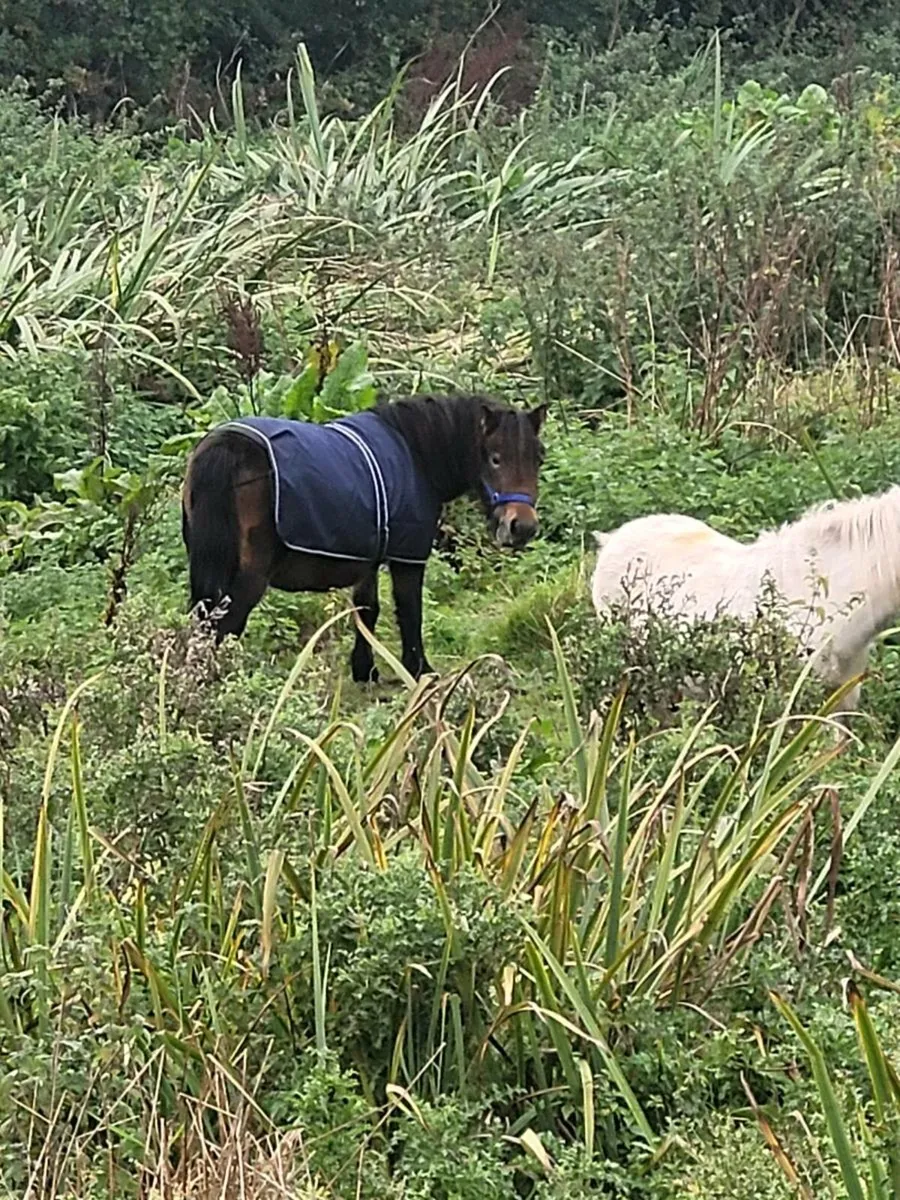 Shetland poney - Image 4