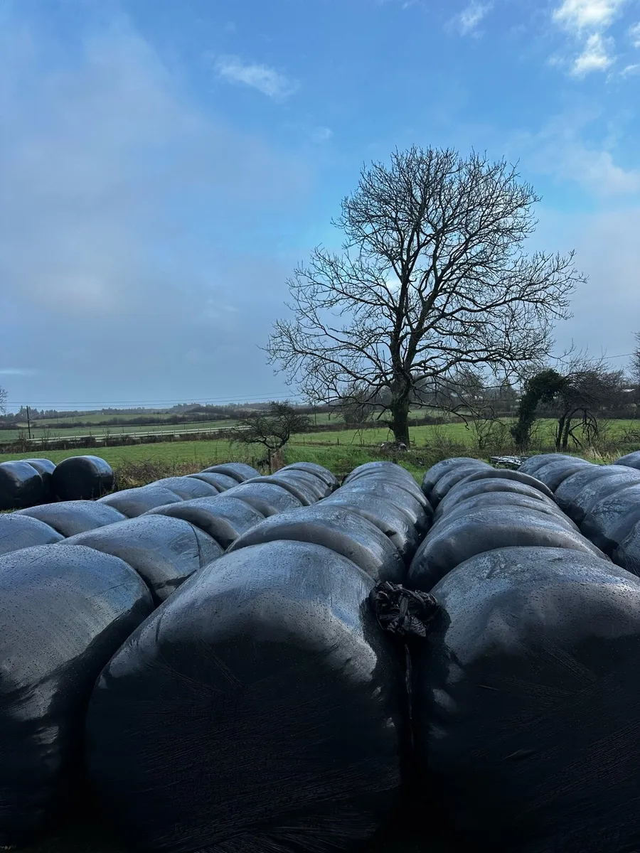 Bales of silage - Image 2