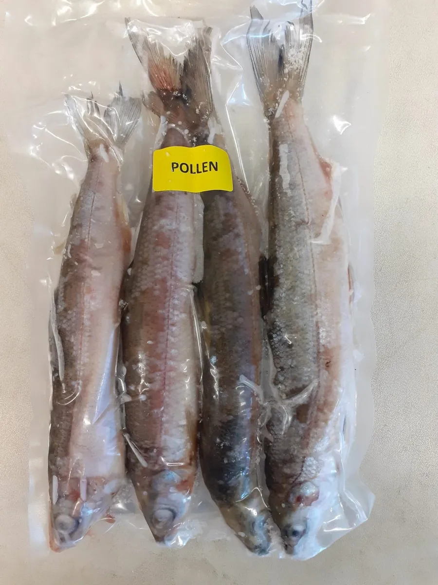 Quality Frozen Bait, Pike Fishing - Image 2