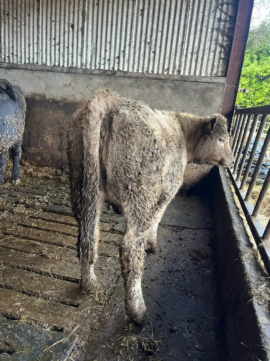 Chx Suckler wealings - Image 2