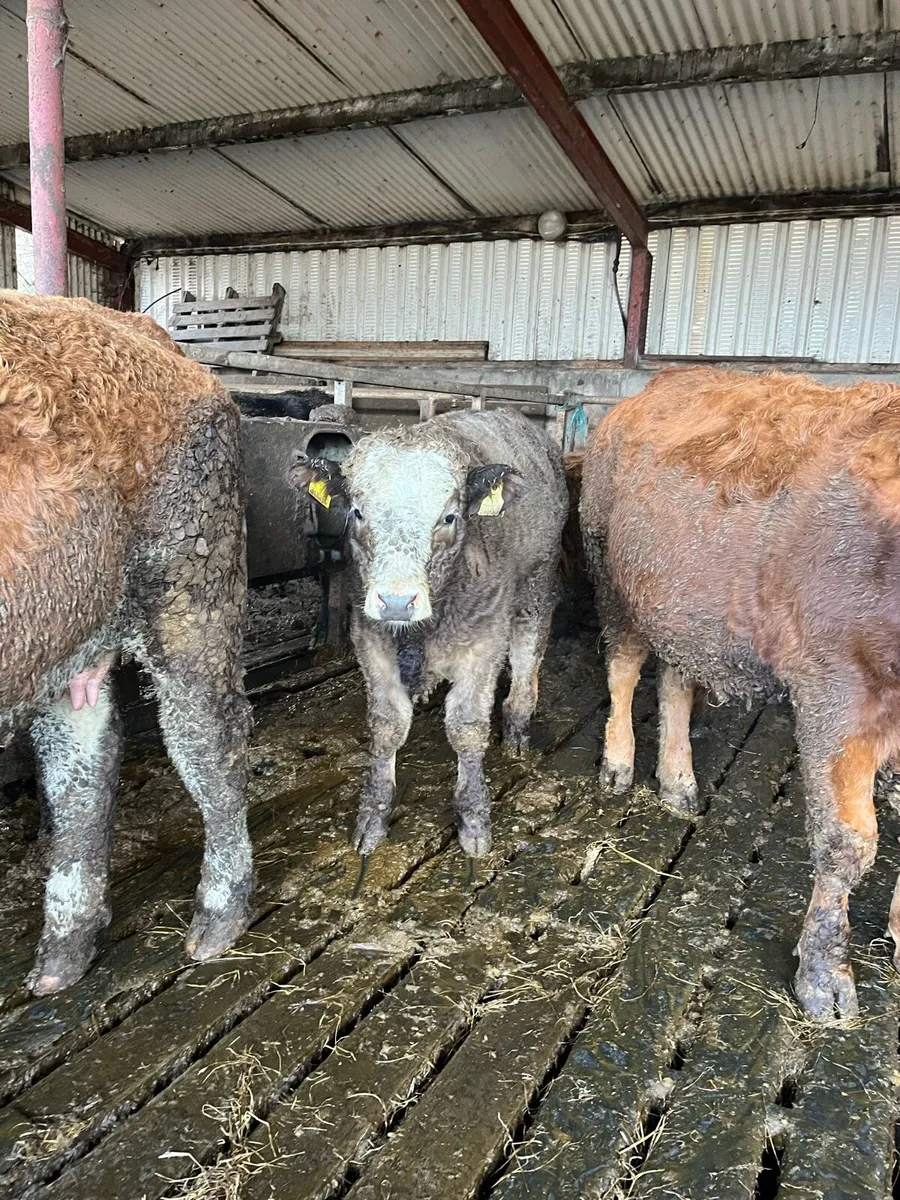 Chx Suckler wealings - Image 3