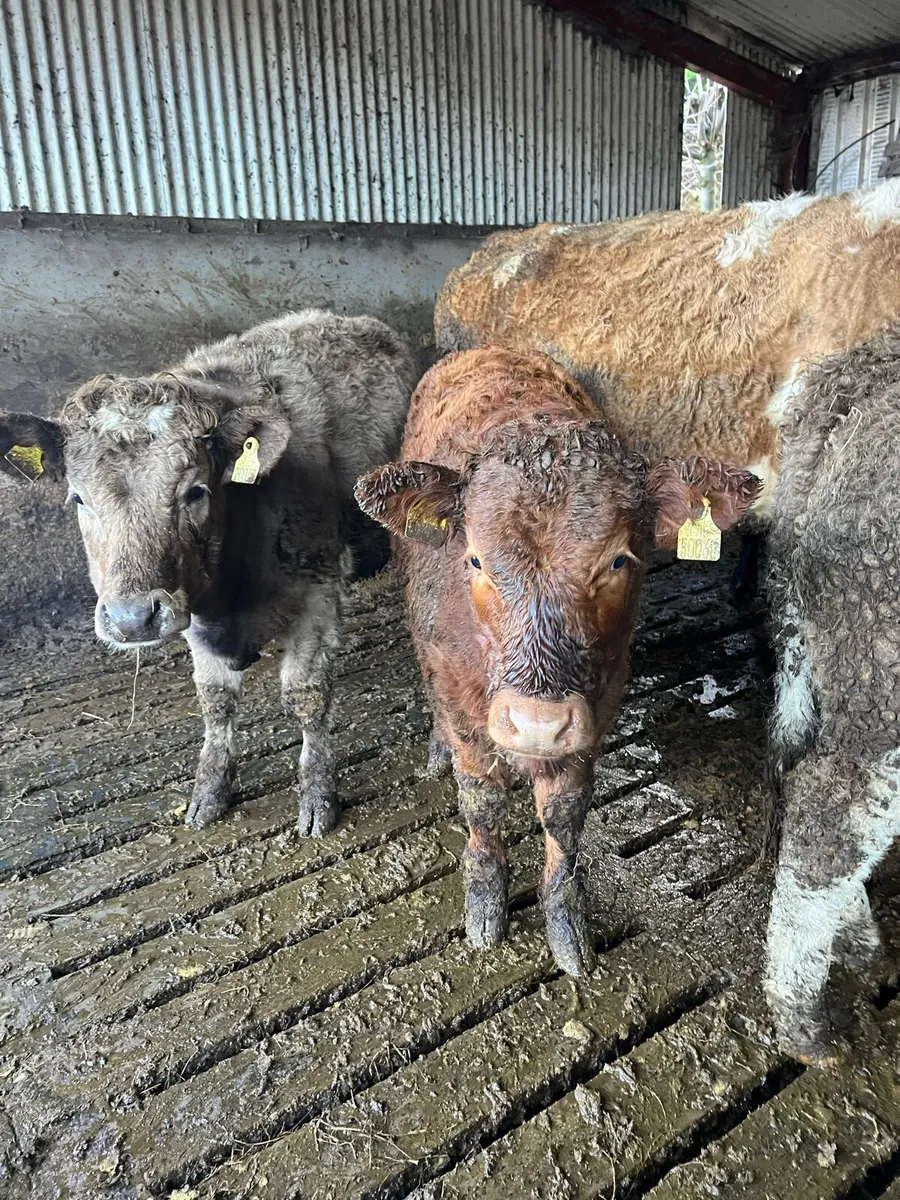 Chx Suckler wealings - Image 4