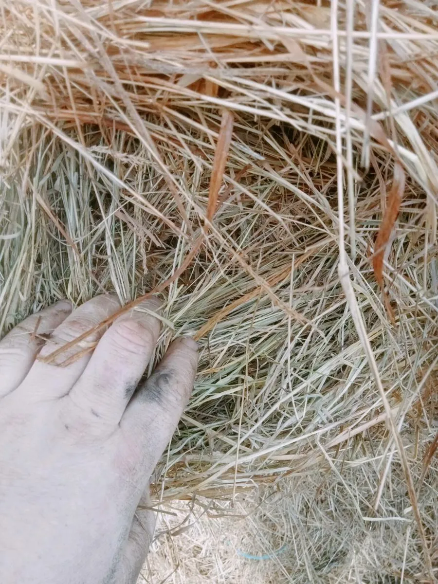 Hay - Image 2