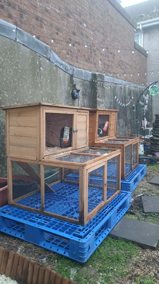 5 Rabbit hutch NEED TO GO - Image 1