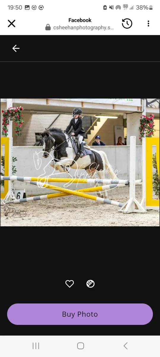 128 show jumping/pony club pony - Image 1