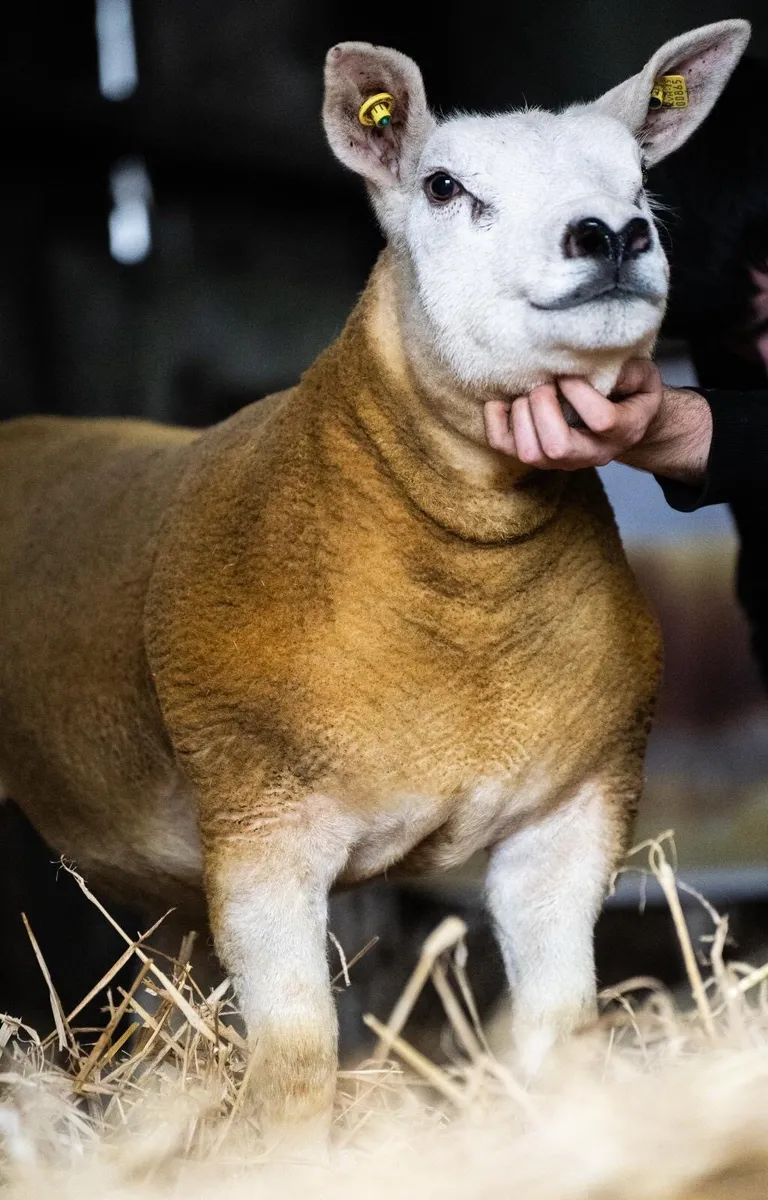 ⭐️ PEDIGREE TEXEL EWE LAMB ⭐️ - Image 2