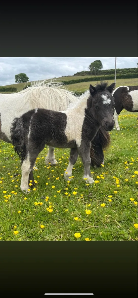 ⭐️Miniature Shetland Pony for sale⭐️ - Image 2