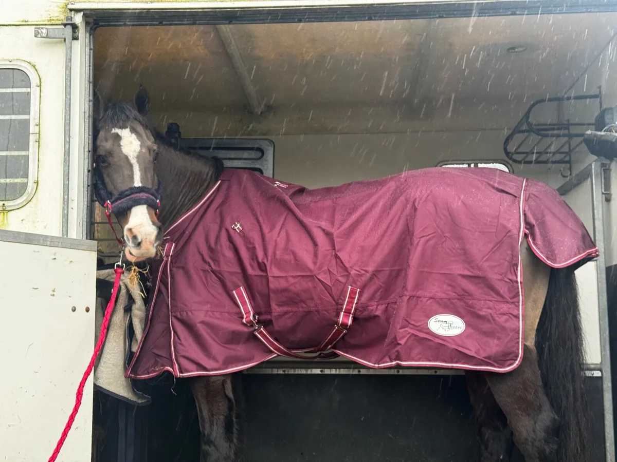 QUALITY TURNOUT RUGS RRP €69’for €29.99 all - Image 2